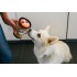 Play- Pup Cup - Giocattoli per cani - Caffe e Latte