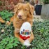 PS - Gioco per cani Uovo Pupper Surprise