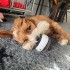PS - Gioco per cani Woofeo