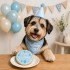 Dolci Impronte | Pack of 3 Birthday Round Cake Blue 110 g.